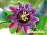 . Marijke Passiflora