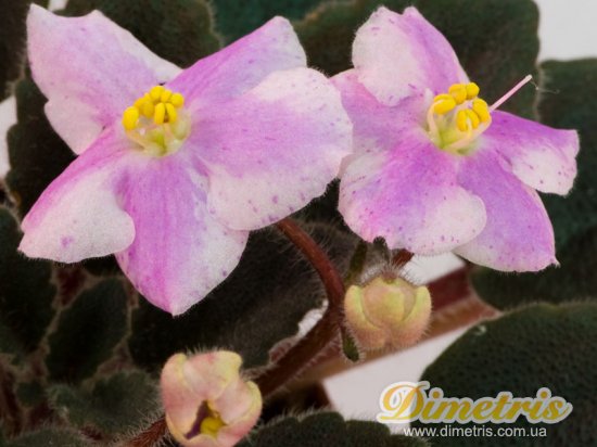 Сенполии: мини, полумини Rob_s Berry Shake (R.Robinson) Сенполии: мини, полумини Rob_s Berry Shake (R.Robinson)