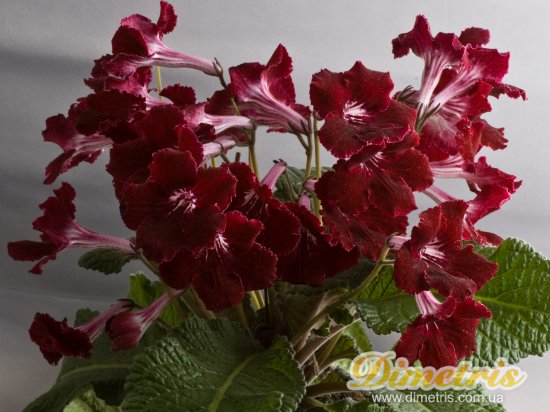 Selected Dimetris varieties DS-Euphoria  (Dimetris, 2009)