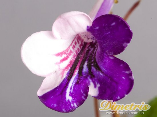  Ako Silver Lightning (T. Okuto)