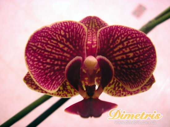  Phalaenopsis 5