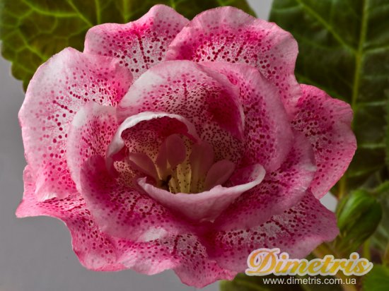  Shifon Pearl