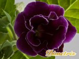 . Mr. Violet