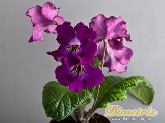 Selected Dimetris varieties DS-Thunderhead (Dimetris, 2010) Selected Dimetris varieties DS-Thunderhead (Dimetris, 2010)