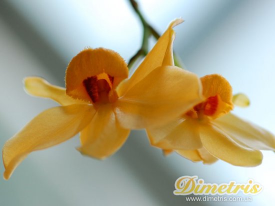    Dendrobium moschatum