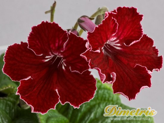 Selected Dimetris varieties DS-Scarlet Sails (Dimetris, 2009)