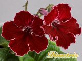 Selected Dimetris varieties. DS-Scarlet Sails (Dimetris, 2009)