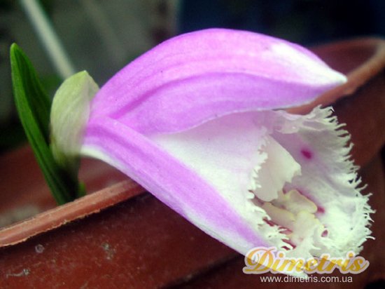  Pleione