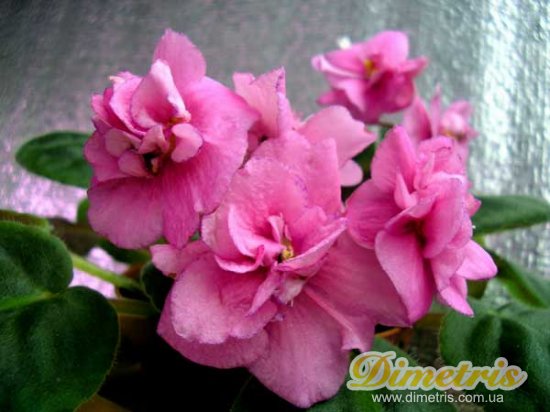 :   Raspberry Rose (Eyerdom)