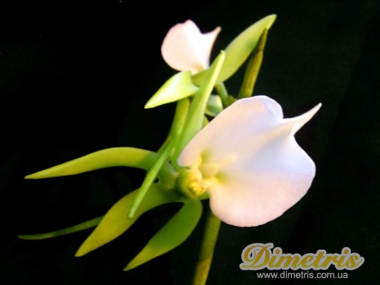  Angraecum Eburneum