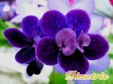. Black Gardenia (J. Ford)