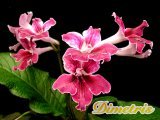 ��������������. Bristol�s Cherry Dip (R.Robinson)