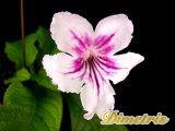 ��������������. Bristol�s Daisy Jane (R. Robinson)
