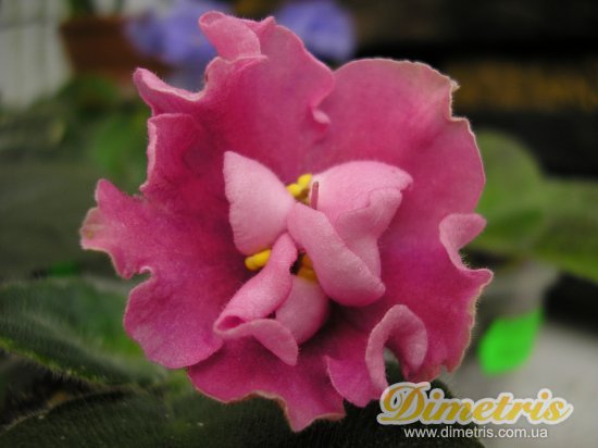 :   Buckeye Cherry Pink (Hancock)