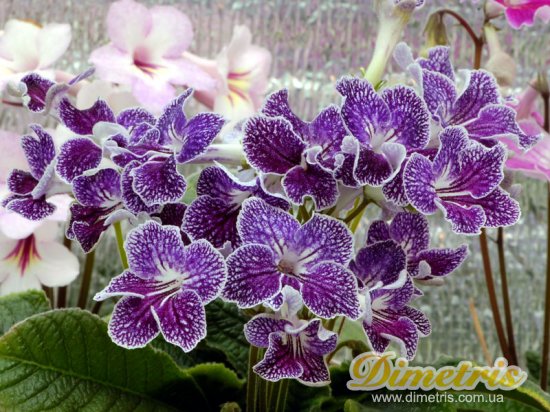  Calico Print (LLG)