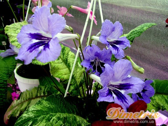  Canterbury Surprise (M. Gurr)