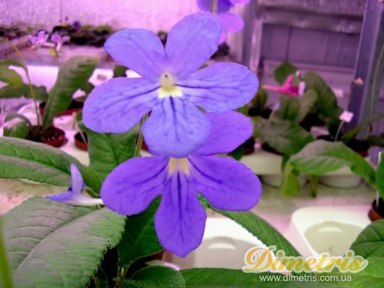    Streptocarpus rexii - Constant Nymph