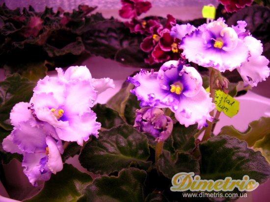 :   Crystal Plum (F. Tinari)