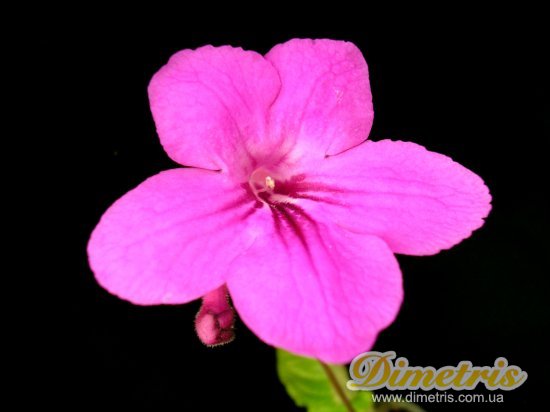  Cyntia (Dibley)