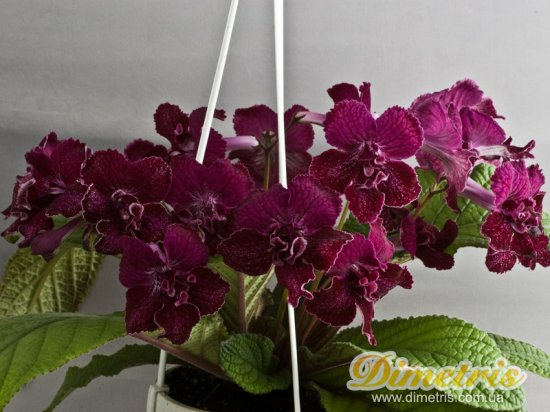 Selected Dimetris varieties DS-Andromeda Nebula (Dimetris, 2009)