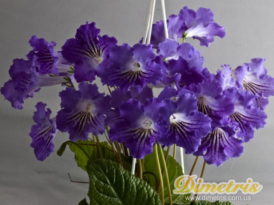 Selected Dimetris varieties DS-Azure (Dimetris, 2009)