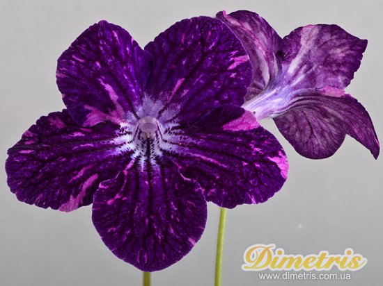 Selected Dimetris varieties DS-Little Plushy Arctic Fox-1 (Dimetris, 2010) Selected Dimetris varieties DS-Little Plushy Arctic Fox-1 (Dimetris, 2010)