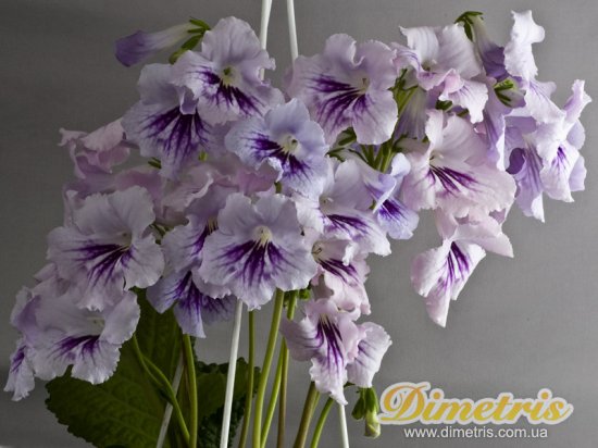 Selected Dimetris varieties DS-Skyscraper (Dimetris, 2009)