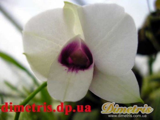  Dendrobium 1