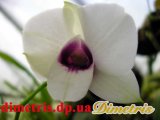 . Dendrobium 1