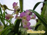 . Dendrobium Kingianum