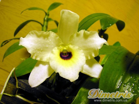  Dendrobium Nobile