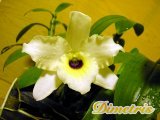 . Dendrobium Nobile