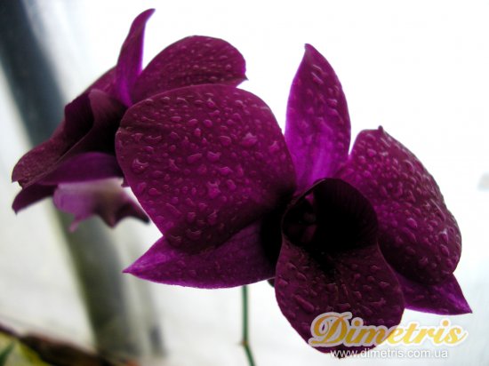  Dendrobium Phalaenopsis