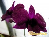 . Dendrobium Phalaenopsis
