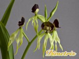 . Encyclia Octopussy