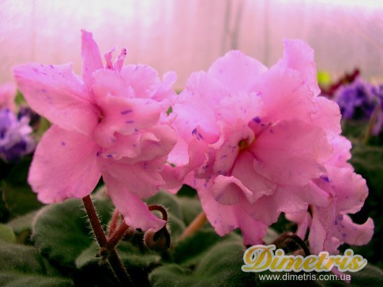 :   Fantasy Florale (Eyerdom)