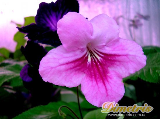  Fleischle Prinscesse (Dibley)