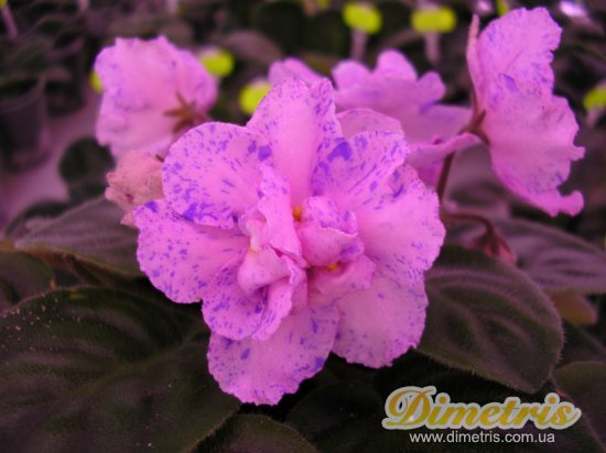 :   Fredettes Summer Showers (Fredette)