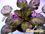 :  . Genetic Carmine (Smith)