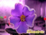 :  . Glorioski (J. Swift)