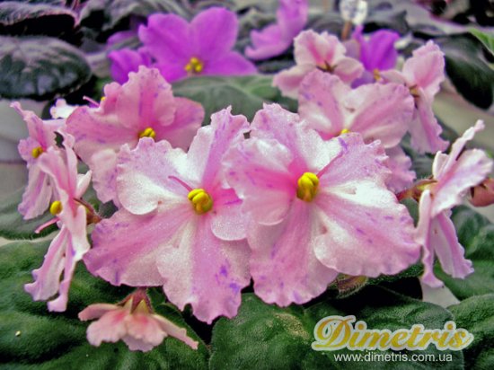    (Dimetris)