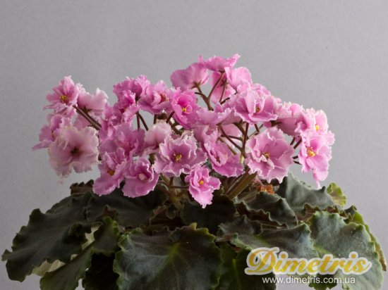 : ,  Little Busybody (LLG)