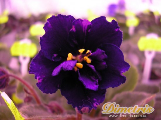 :   Lyons Plum Pudding (Sorano)