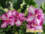  . Mac_s Crystal Cupid (G. McDonald)