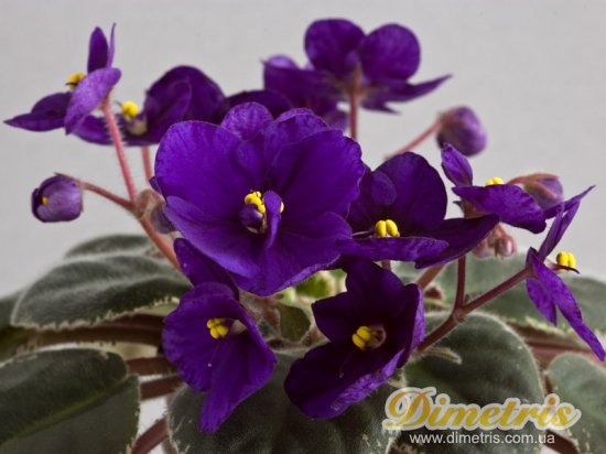 : ,  Mac_s Very Indigo (G.McDonald)