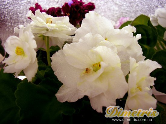 :   Majesty (N.Blansit)