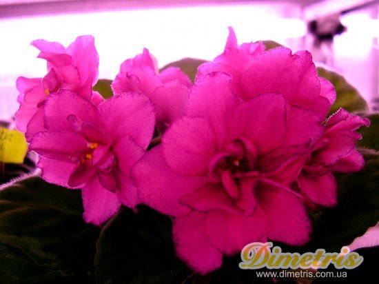 :   Maria Lorraine (Granger)