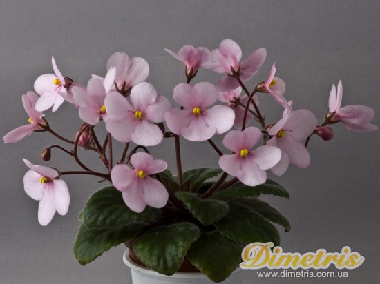 : ,  Midget Lillian  (E.Champion)