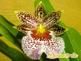 . Miltonia 