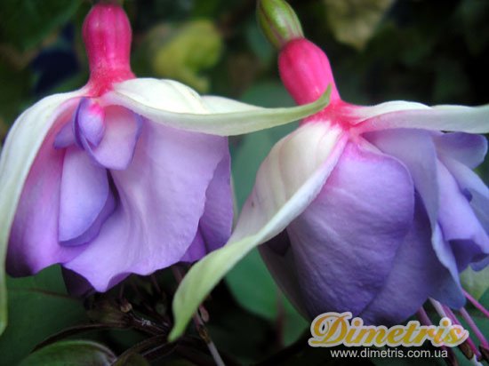������ Morning Light